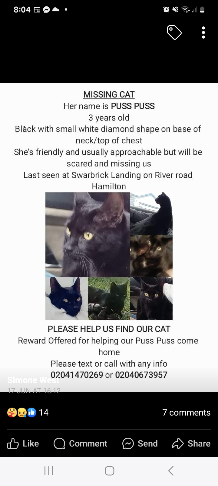 Lost Female Cat, Wild, Black » Companion Animal Register