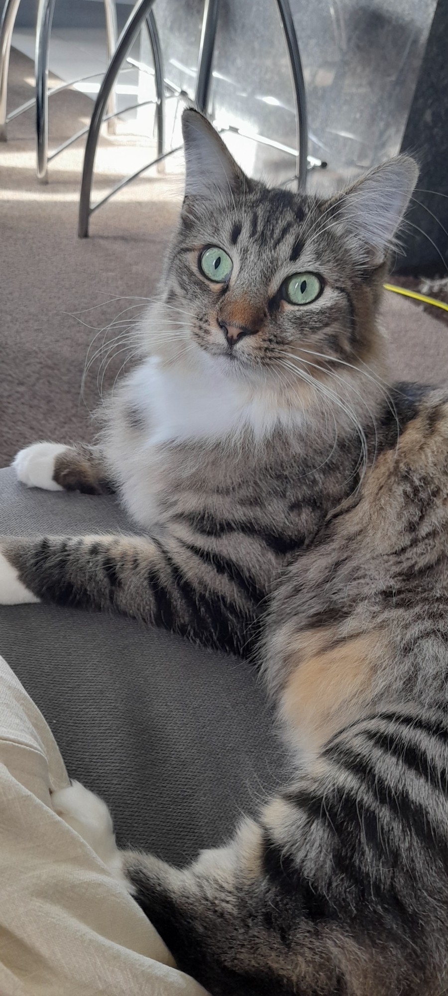 Lost Male Cat, Domestic Long Hair (DLH), Tabby » Companion Animal Register